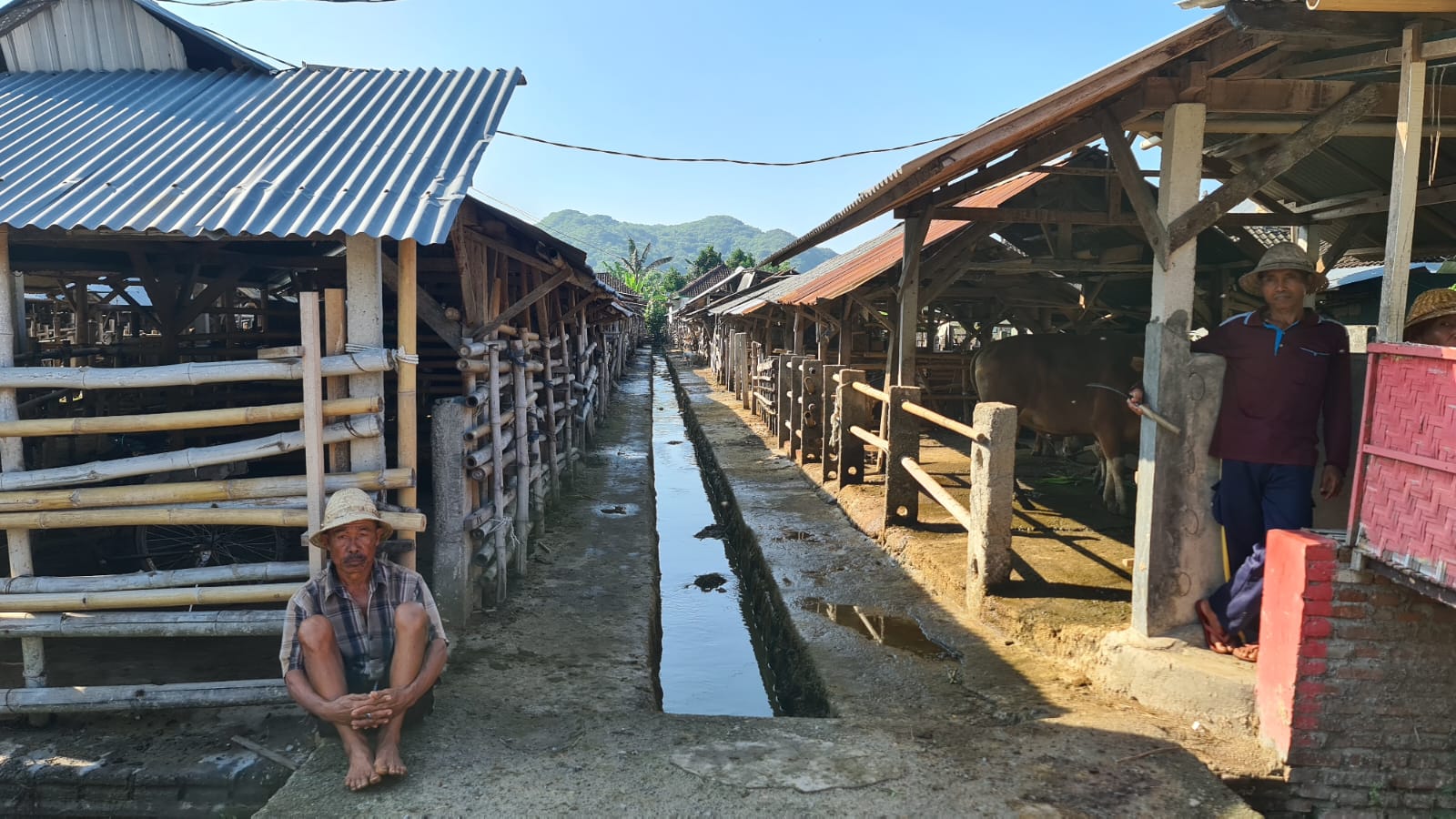 Penanganan suspek PMK, Kementerian Pertanian RI Turun Langsung di Kandang Kumpul di Gerung