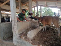 Babinsa Eyat Mayang Dampingi Petugas Keswan UPTD Lembar Bersama Dinas Pertanian Turun Langsung Ke Kandang Peternak Berikan Vaksinasi Hewan Dalam Mewujudkan Lobar Bebas PMK