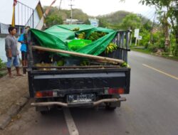 Mobil Pick Up Tertimpa Pohon Tumbang di Lembar, Memakan Satu  Korban Meninggal Dunia